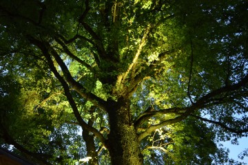 2015 Höchenschwander Sommertraum_73