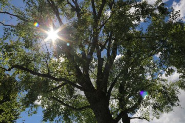 2017 Höchenschwander Sommertraum_2